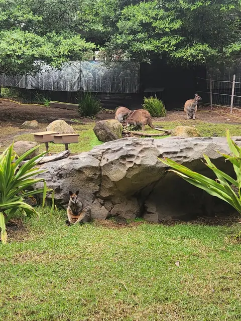 Three kangaroos resting together in an outdoor zoo enclosure.