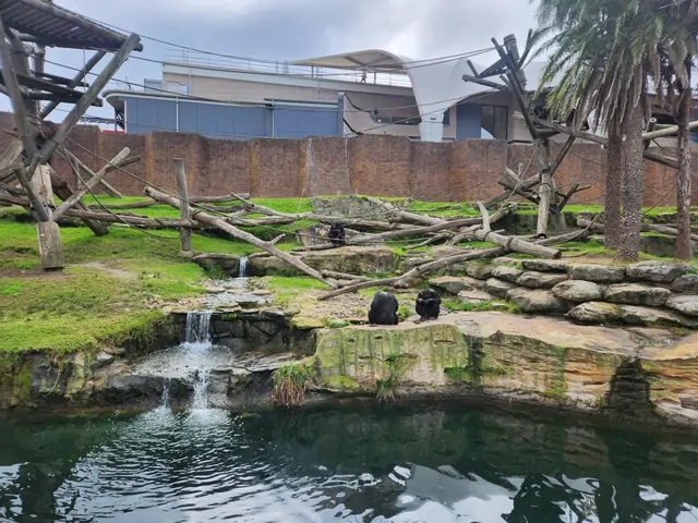 Two chimpanzees sitting by a small waterfall in their habitat.