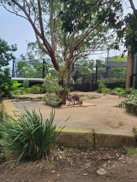 A kangaroo walking under a eucalyptus tree in the outdoor exhibit.