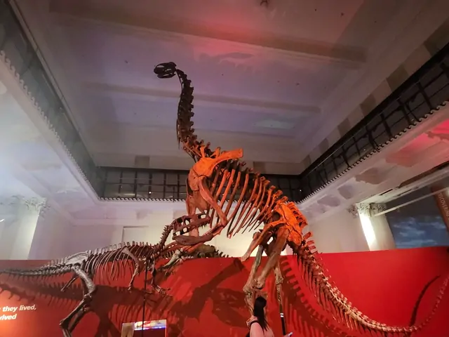 A visitor standing before a massive dinosaur skeleton in the museum.