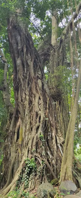 The massive aerial roots of a banyan tree in the jungle.