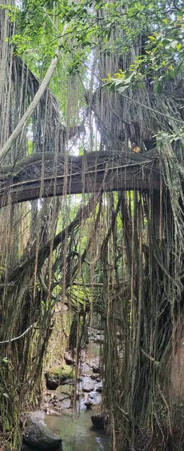 A wooden bridge covered in vines over a small jungle stream.
