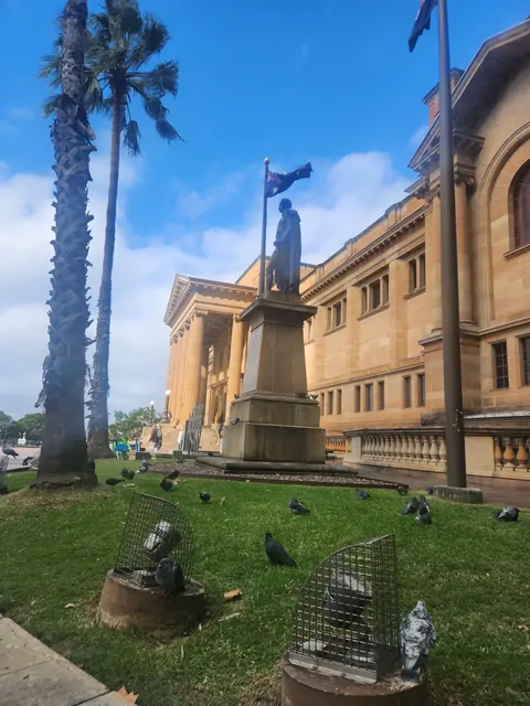 Pigeons gathering on the sunny lawn in front of the State Library of NSW.