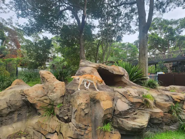An orange dingo walking across rocks in a eucalyptus forest.
