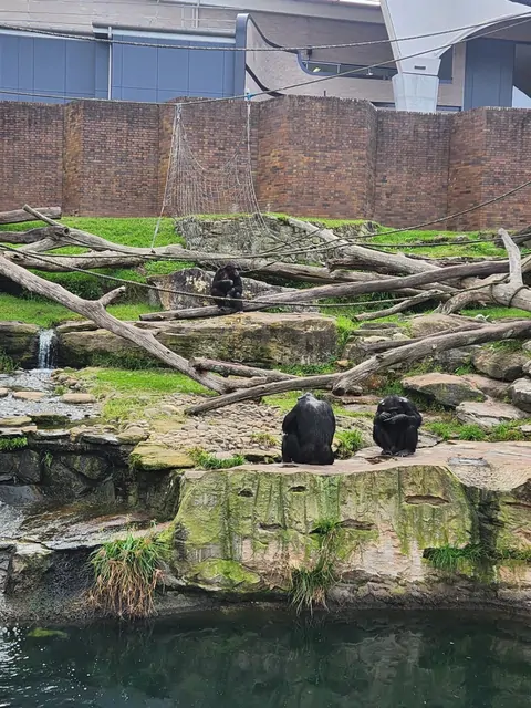 Three chimpanzees resting on logs in their outdoor habitat.