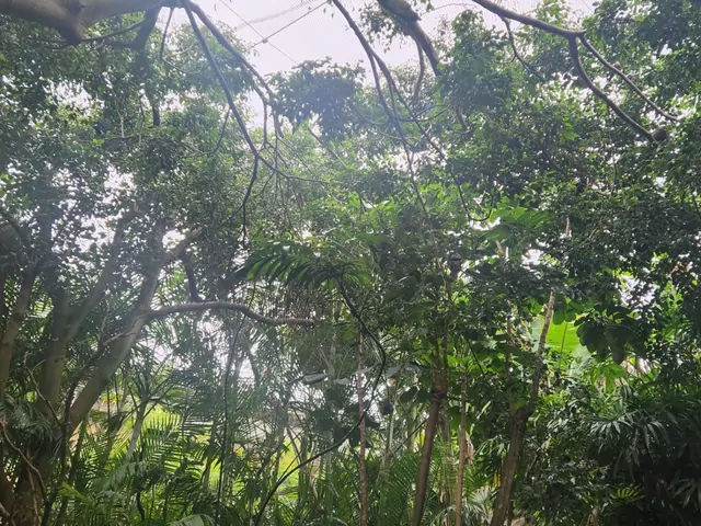 Sunlight filtering through the canopy of a lush tropical forest.