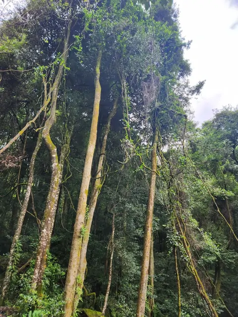 Giant trees and thick moss in a primitive tropical rainforest.