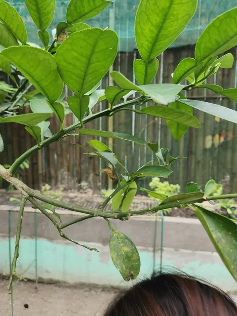 温室の緑豊かな枝に実った小さな果実