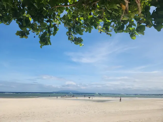 澄み渡る青空の下、ヤシの木が並ぶ白い砂浜
