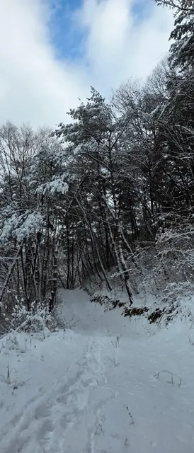 Footprints leading down a snow-covered forest path.