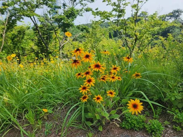 Yellow Rudbeckia flowers blooming in a summer garden.
