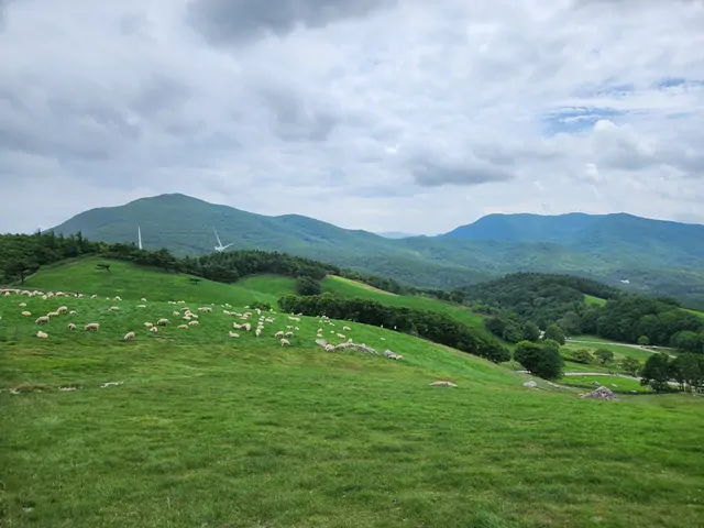 Sheep grazing on a mountain pasture with wind turbines nearby.