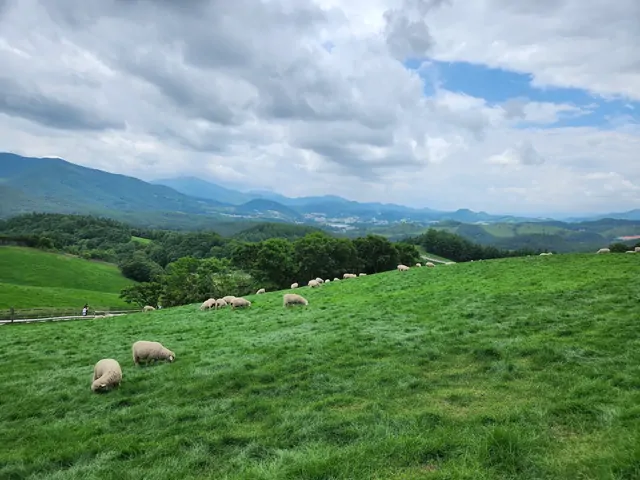 Flocks of sheep on a wide meadow under a cloudy summer sky.