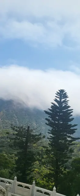 Conifers and temple railings surrounded by mountain mist on Lantau Island.