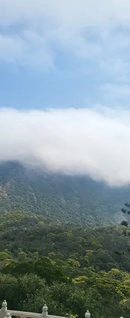 A mountain lookout point with white clouds resting on the green canopy.