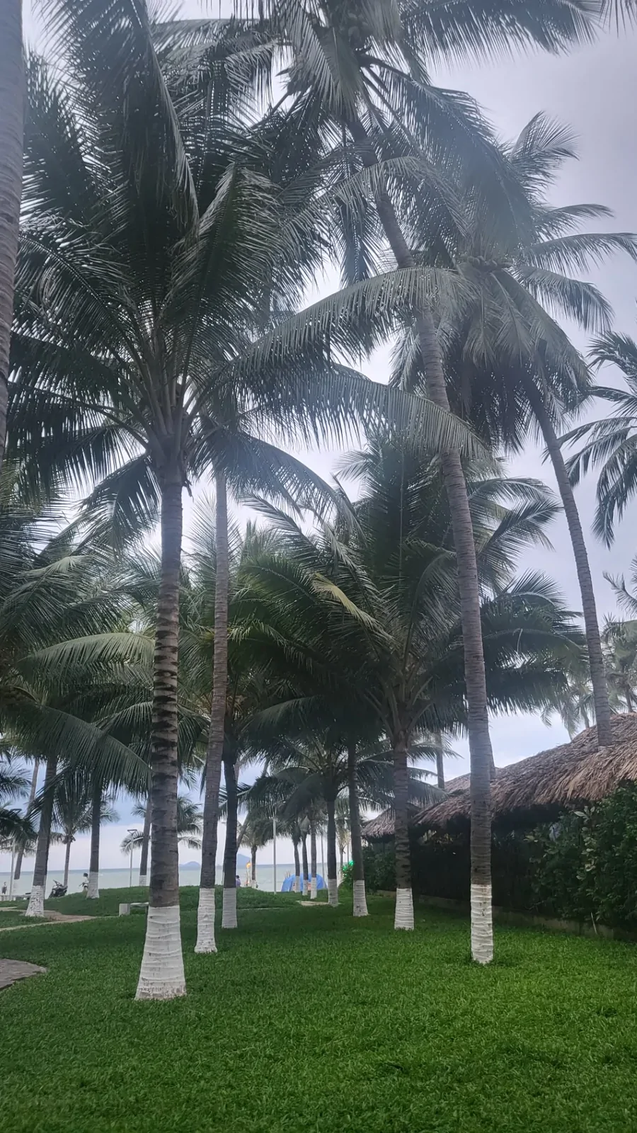 Palm trees and green lawns under a cloudy sky at the resort.