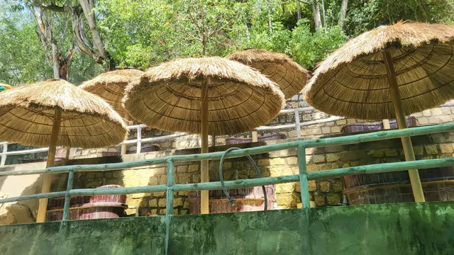 An outdoor terrace cafe with thatched umbrellas under green trees.