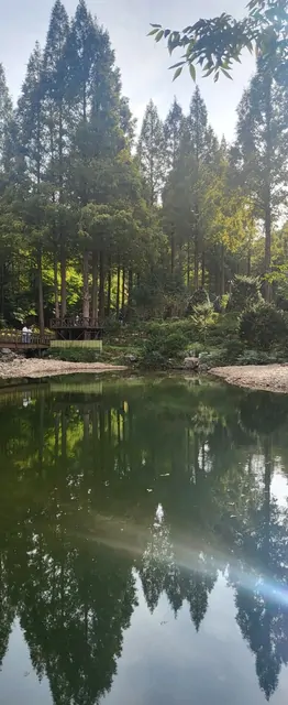 A serene mountain garden with a still pond surrounded by coniferous trees.