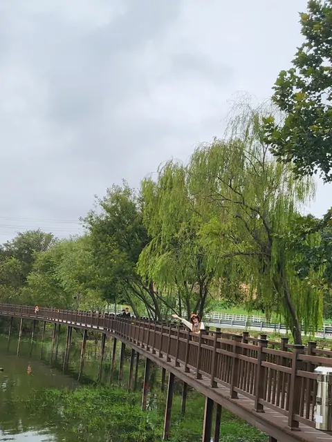 Weeping willows lining the wooden deck path under a cloudy sky.