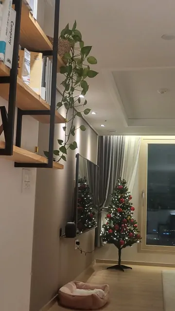 Cozy indoor living room with a Christmas tree and bookshelves at night.