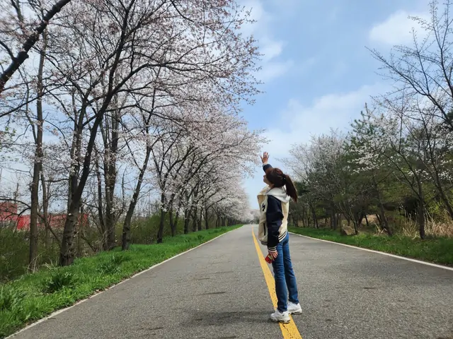 Enjoying the cherry blossom tunnel on a spring road trip.