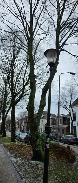 A quiet residential street with leafless trees and vintage streetlamps.