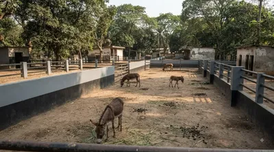 布拉柴維爾動物園