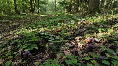 Rya Forest