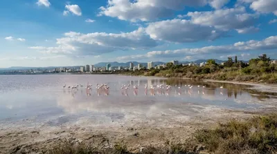 Limassol