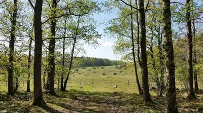 Dalby Norreskog