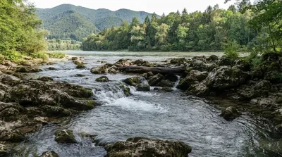 Lobnica (Drava)