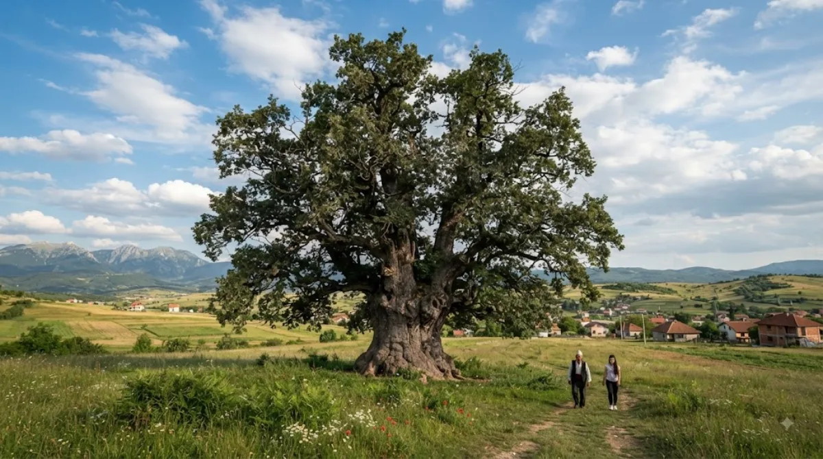 Bukoshi Oak