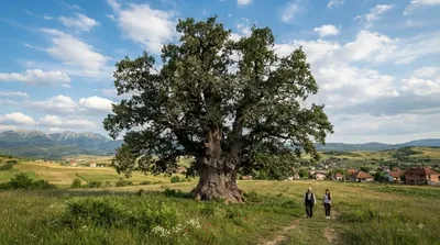 Bukoshi Oak