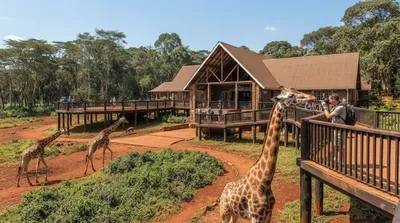 Giraffe Centre