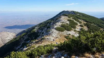 Rusolia