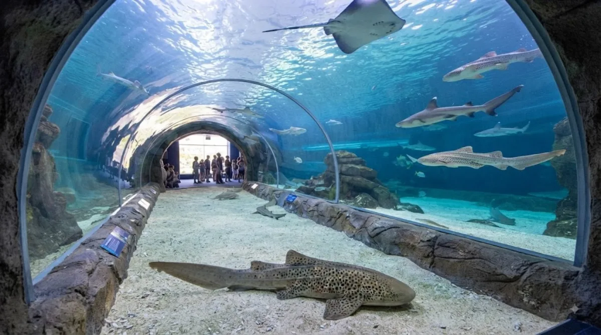 Sea Life Sydney Aquarium