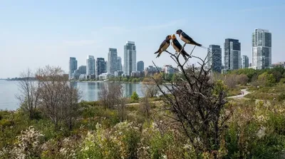Humber Bay