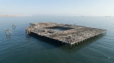 Bird Island